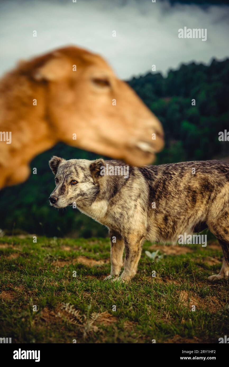 Ein Hirtenhund steht neben dem Schaf ... Stockfoto