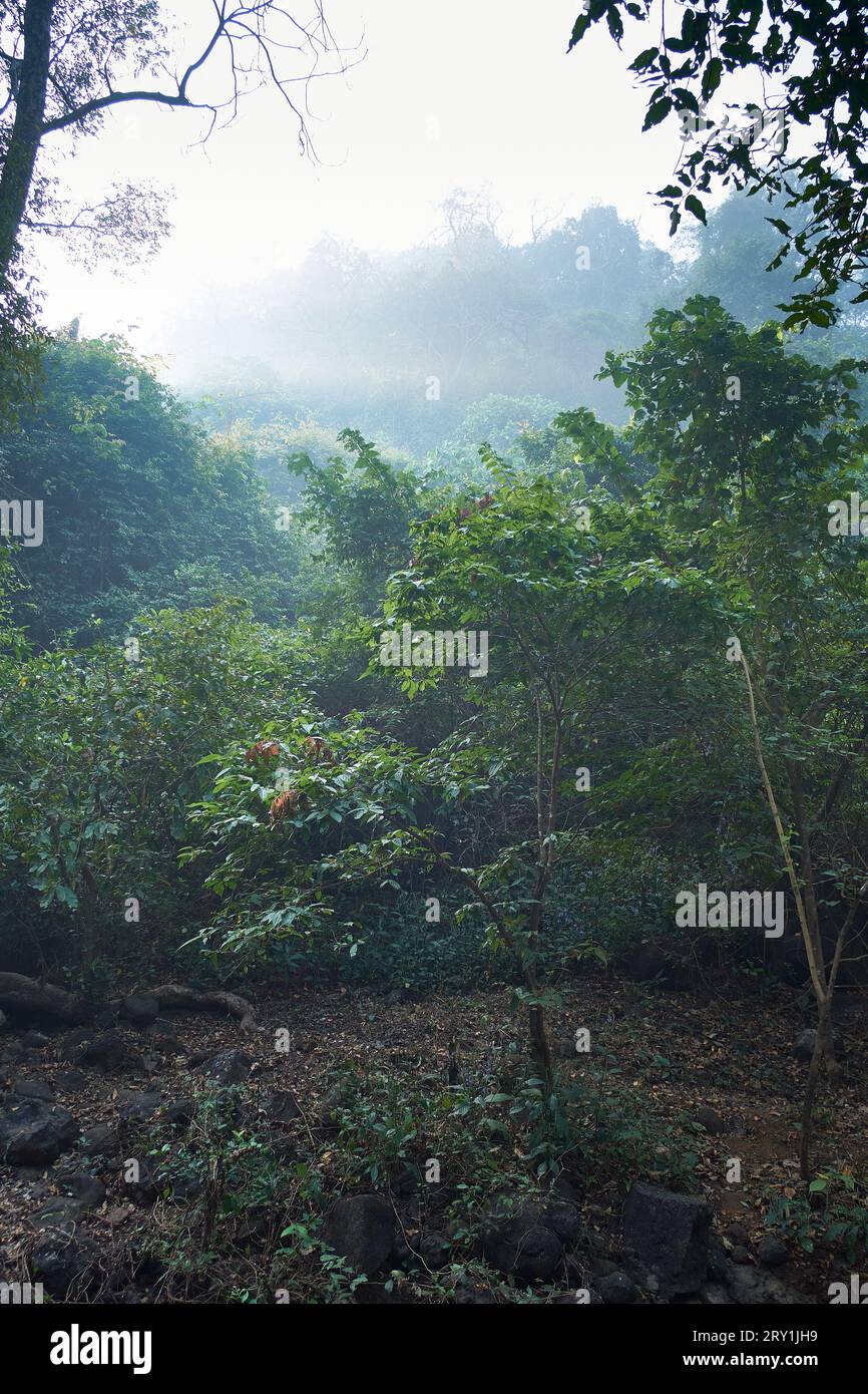Nebel und diffuses Licht im Karnala Vogelschutzgebiet in Maharashtra, Indien Stockfoto