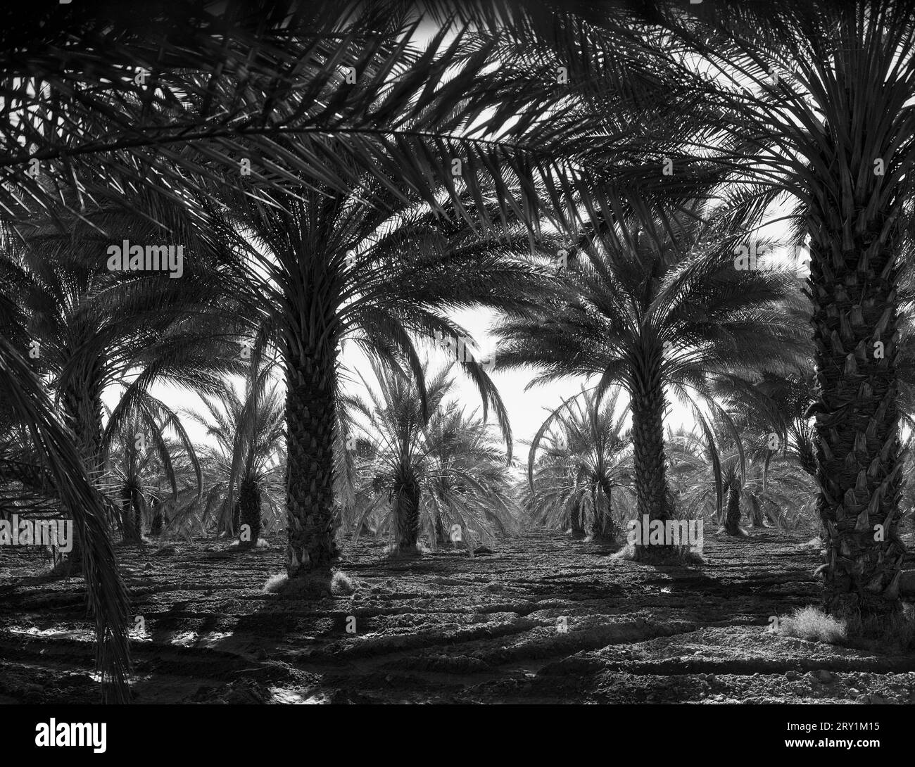 Dorothea lange: Dattelpalmen, Coachella Valley, Kalifornien, 1937 Foto von Dorothea lange bei einem Auftrag für die Farm Security Administration, Kalifornien, März 1937. Stockfoto