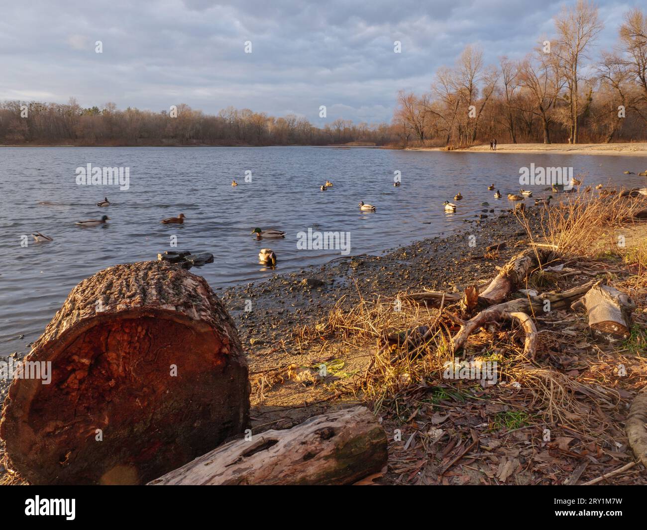 Gehackter Baumstamm am Ufer des Flusses Dnipro mit Dutzenden von Enten, die an einem magischen Herbsttag mit goldenen und dunkelblauen Farben in Kiew schwimmen Stockfoto