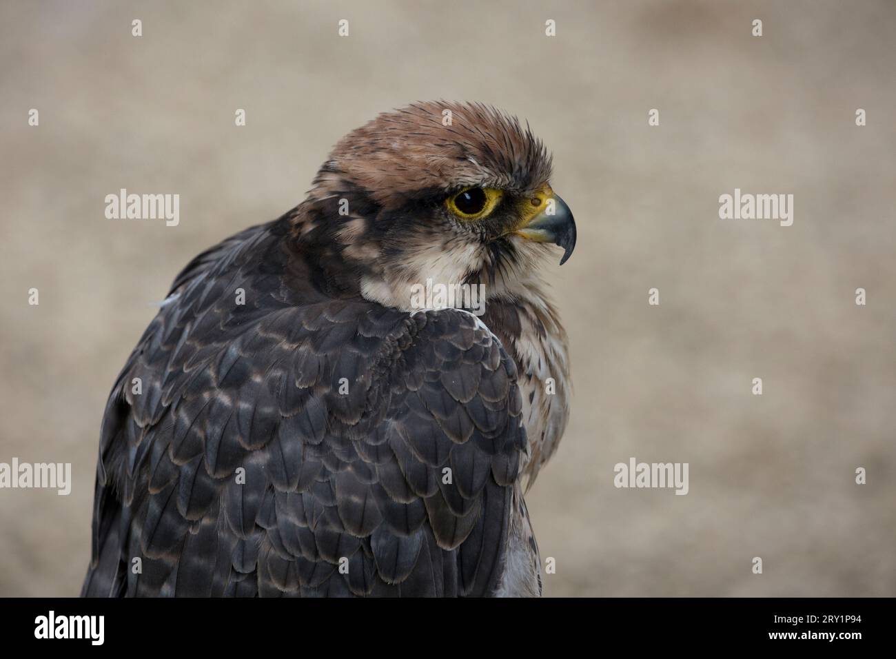 Rotschwanzfalke Buteo jamaicensis Cotswold Falconry Centre Batsford UKC Stockfoto
