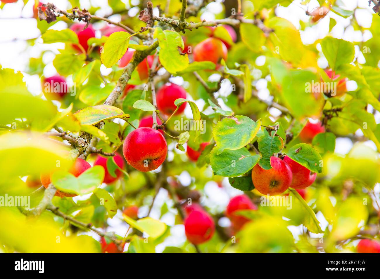 Äpfel und Apfelbaum Stockfoto
