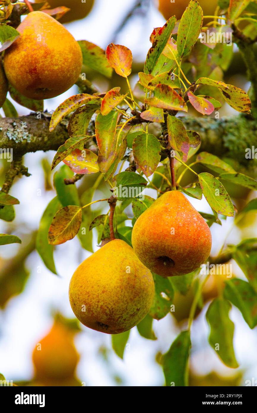 Birnen auf einen Birnbaum Stockfoto