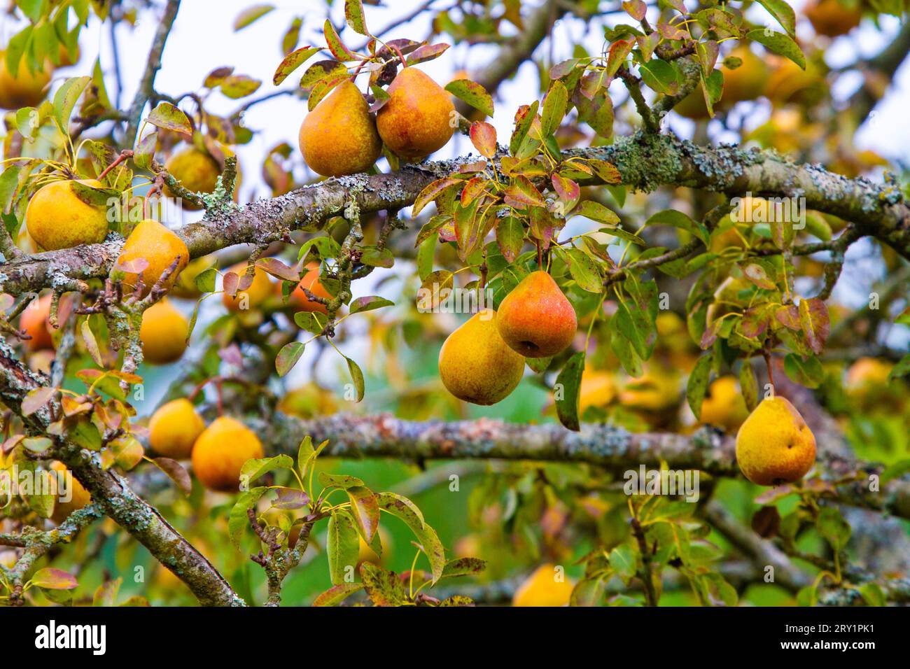 Birnen auf einen Birnbaum Stockfoto