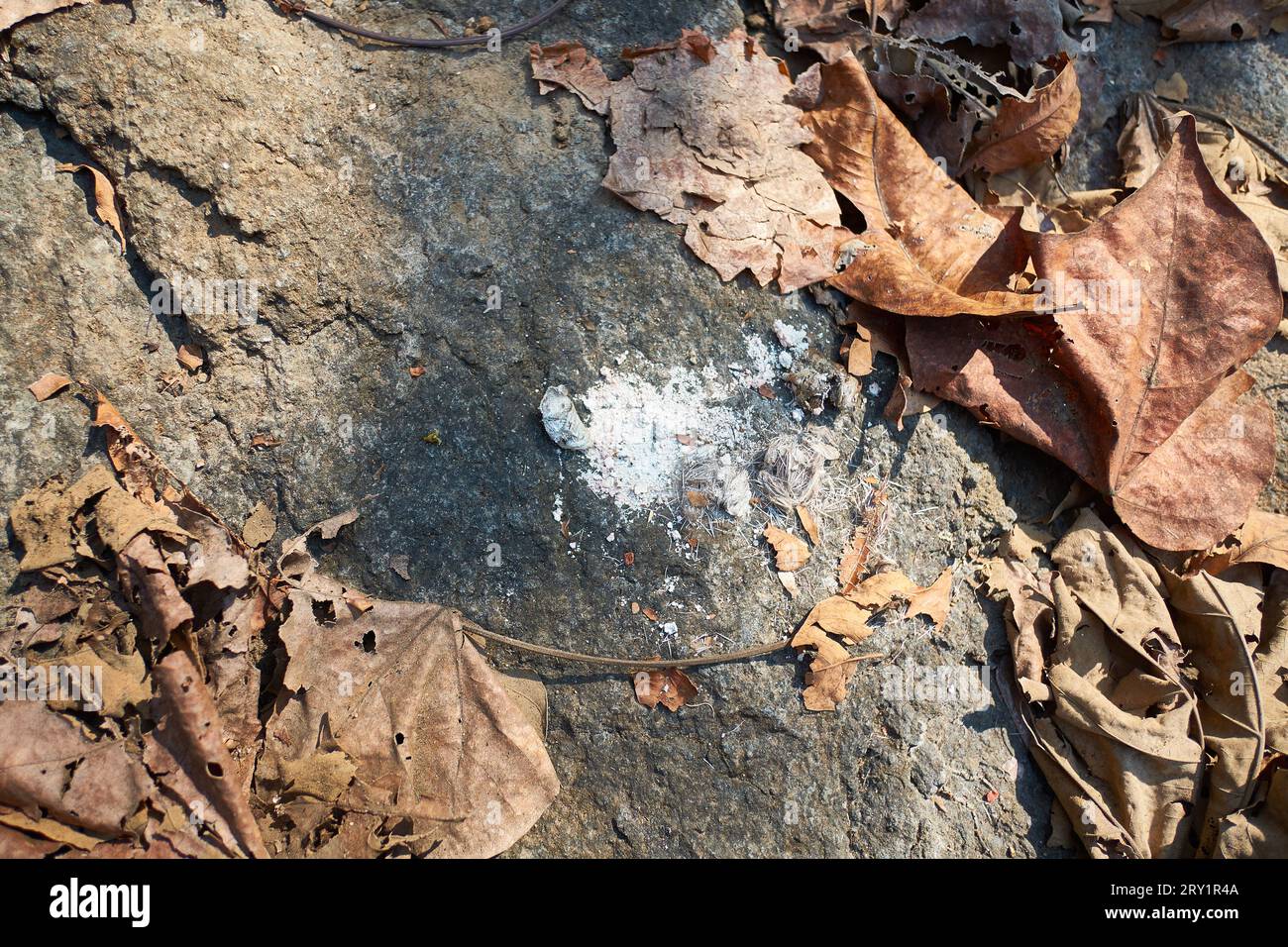 Fleischfresser auf einem Felsen im Vogelschutzgebiet Karnala. Wahrscheinlich ein Leopard. Stockfoto