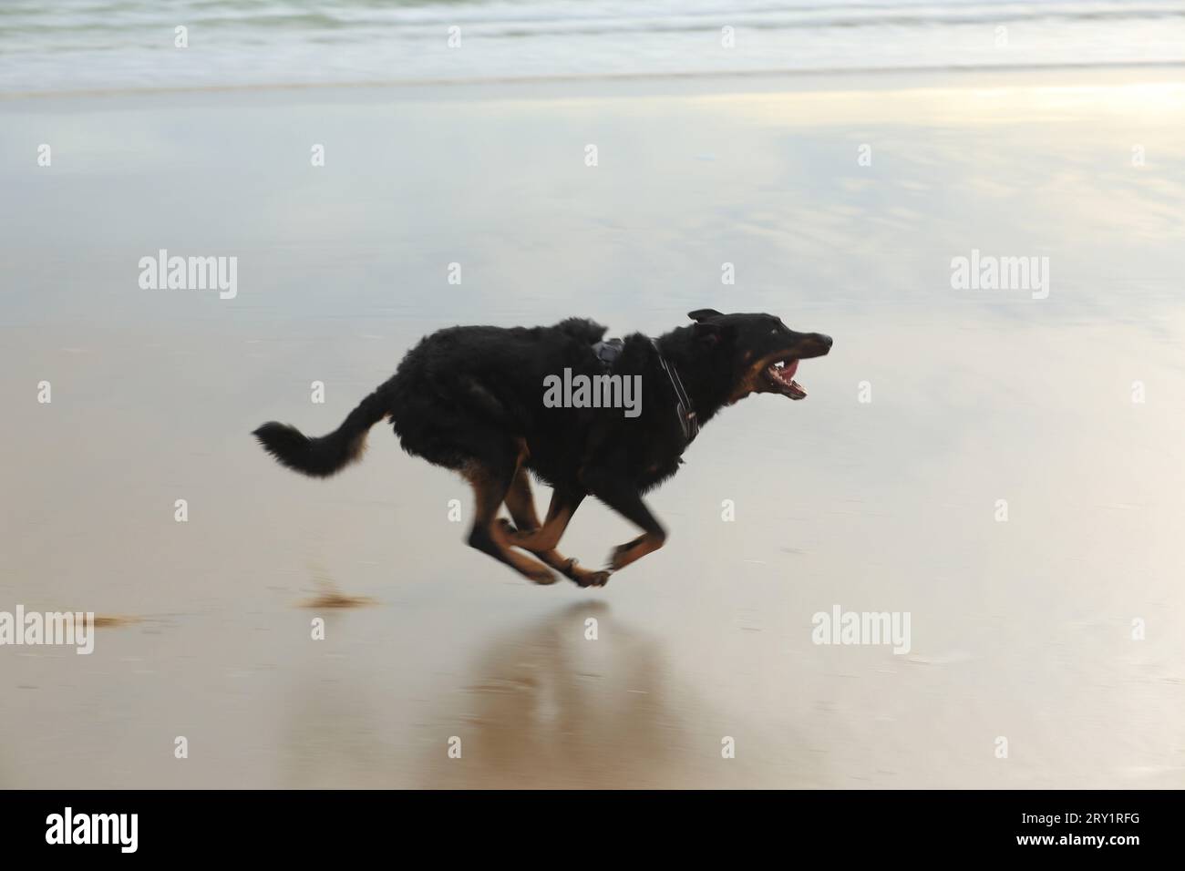 Frankreich, Les Sables d'Olonne, 85, Hund läuft auf nassem Sand bei Ebbe, Februar 2021. Stockfoto
