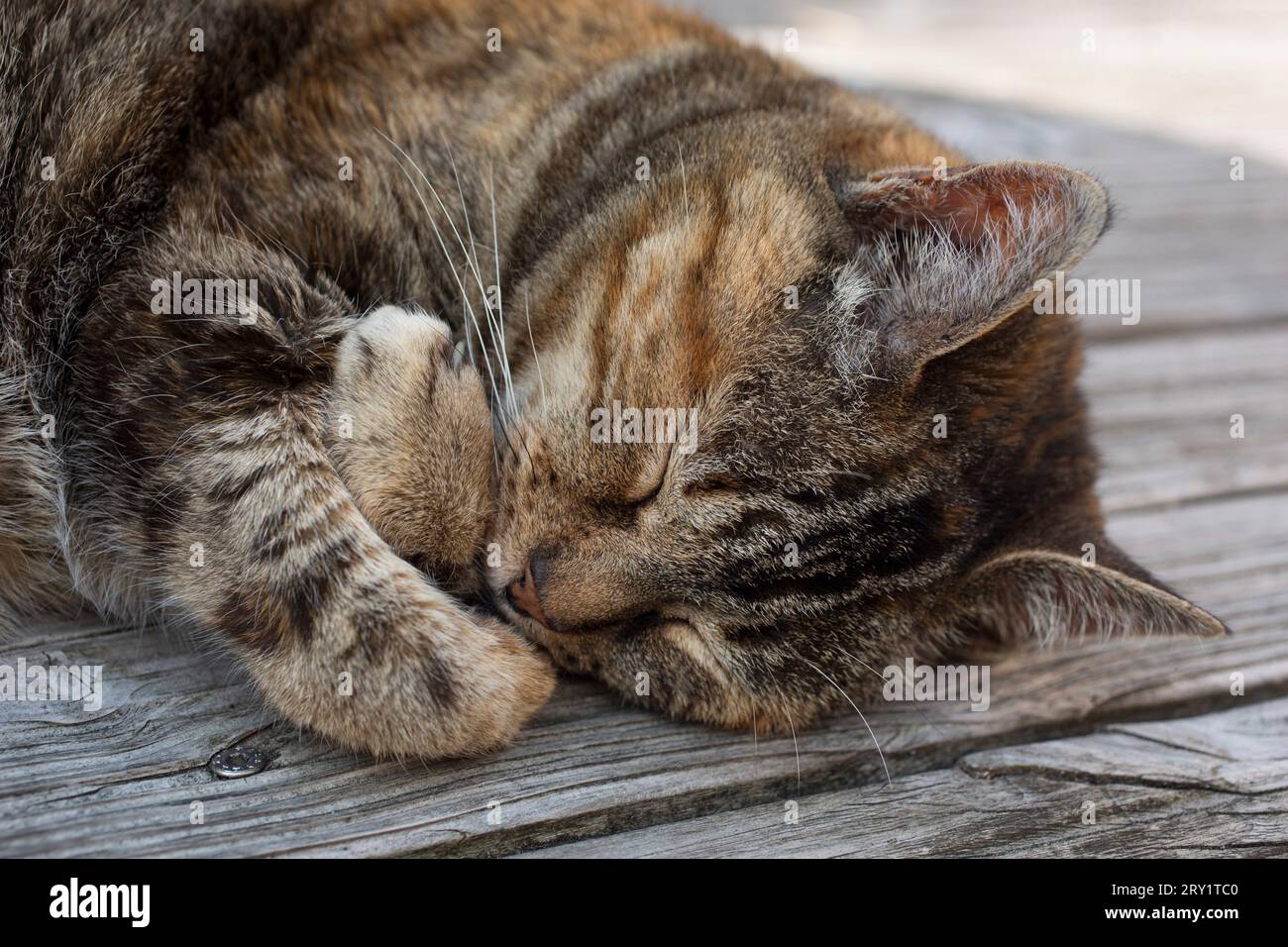 Nahaufnahme des Kopfes und der Vorderbeine einer schlafenden 'Schildpatt'-Katze Stockfoto