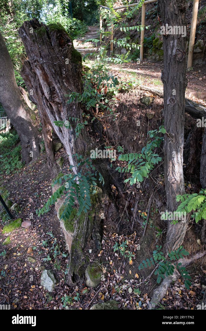 Bäume und Sträucher in der Rue Daubigny in Auvers in Frankreich, die Vincent van Gogh 1890 in seinem letzten Meisterwerk, den „Tree Racines“, beschützte Stockfoto