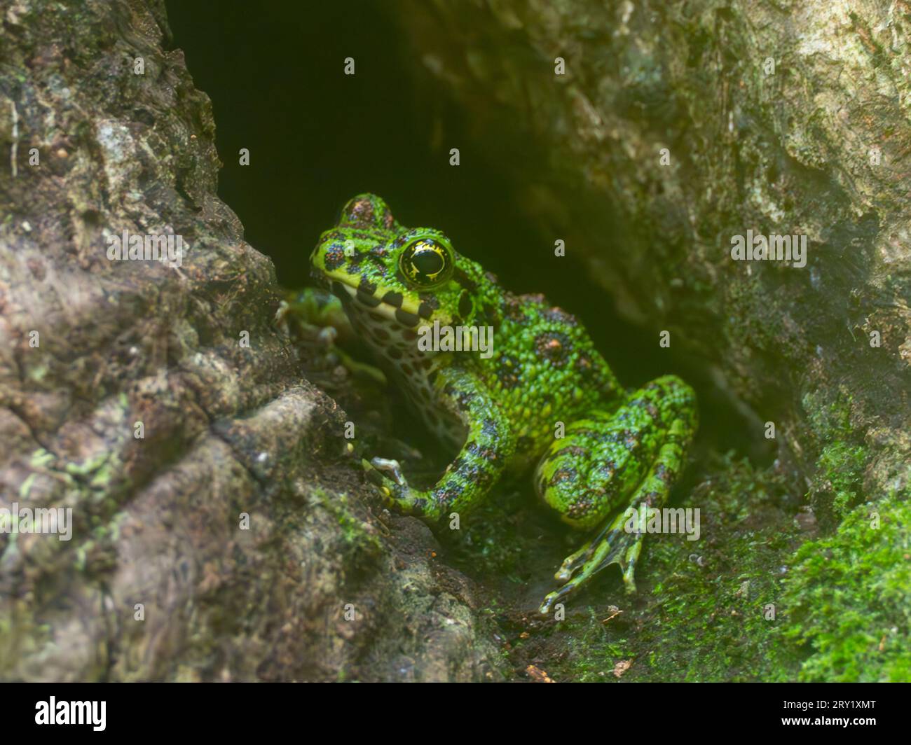 Amami Oshima Frog, Odorrana splendida und endemischer Frosch auf Amami Island, Ryukyu, Japan Stockfoto