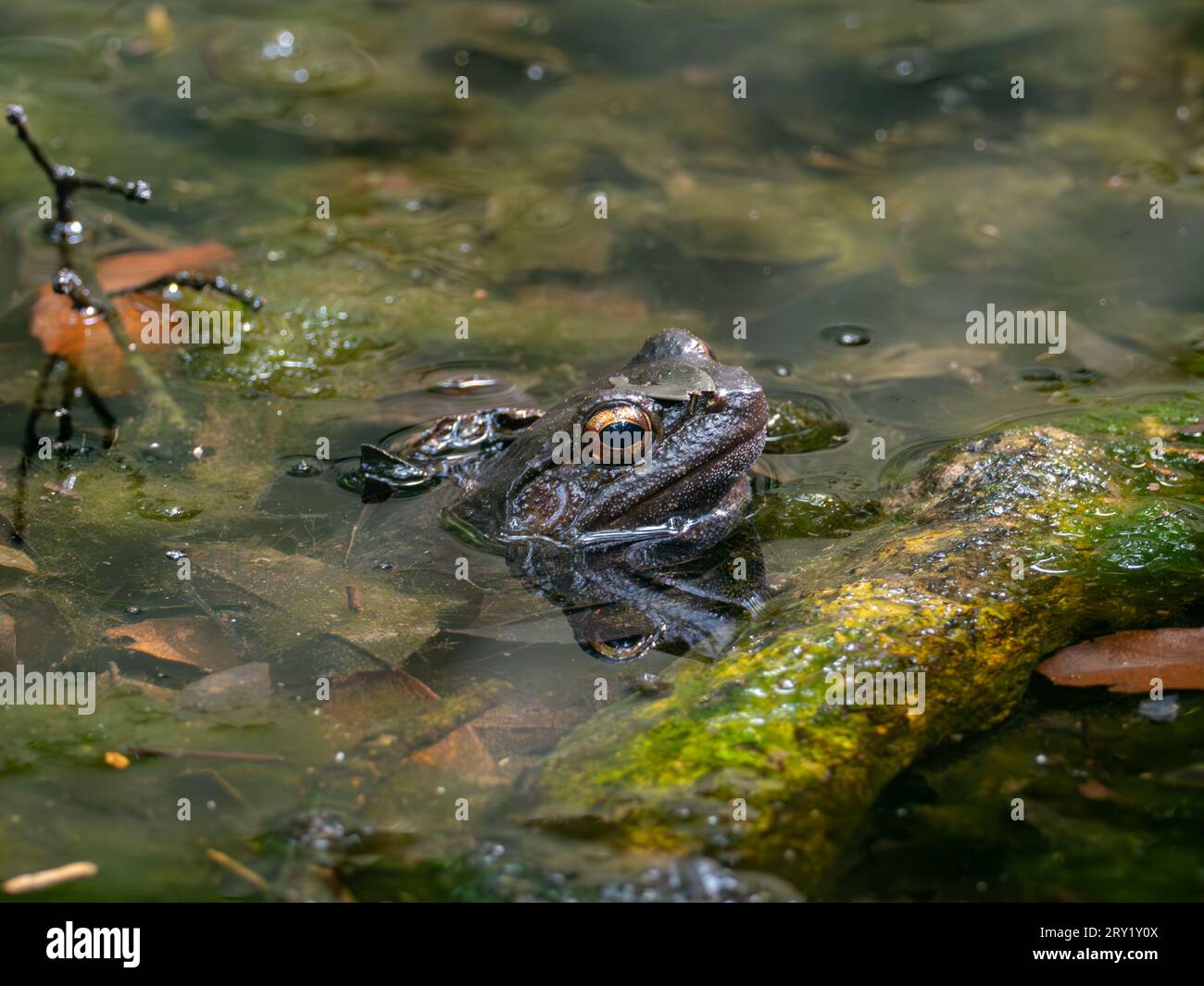 Otton Frog, Babina subaspera, ein großer endemischer Frosch, der auf Amami Island, Japan, gefunden wird Stockfoto