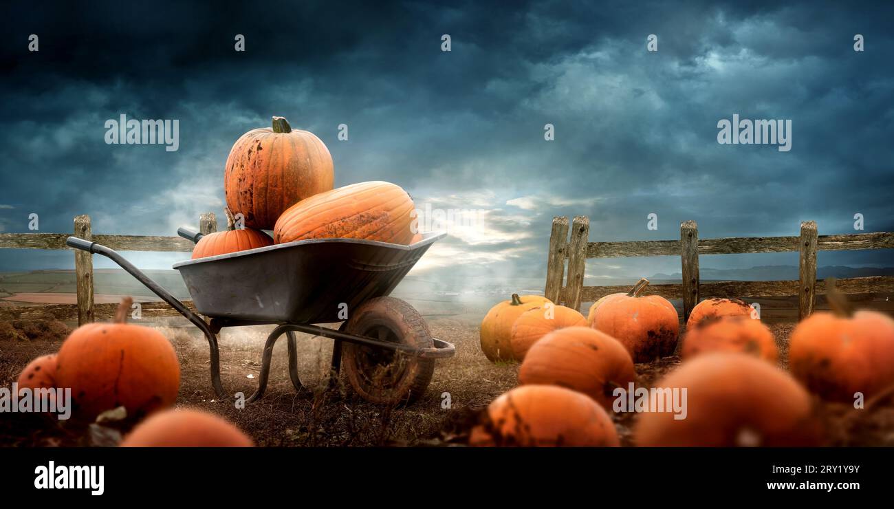 Halloween orangene Kürbisse in einer Schubkarre, die im Herbst auf einer Farm frisch gepflückt werden. Stockfoto