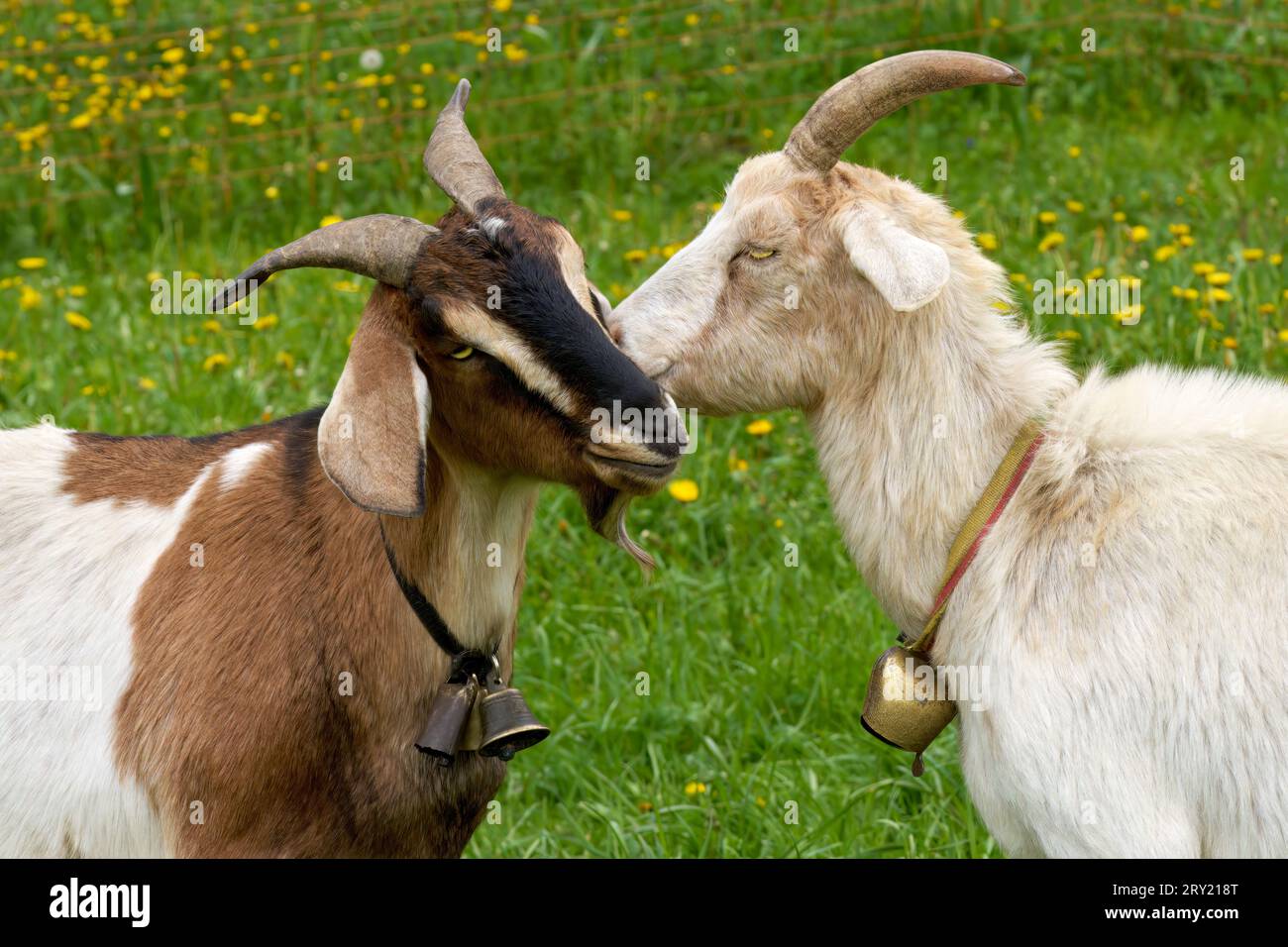 Porträt zweier Ziegen mit liebevollem Sozialverhalten auf einer Wiese Stockfoto
