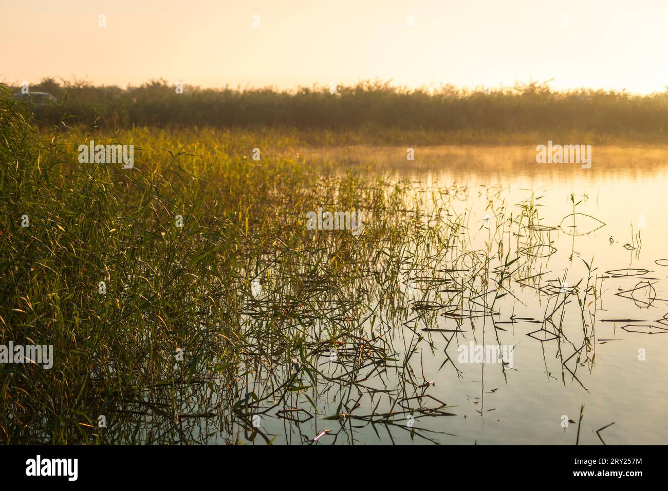 Wunderschöne Backwaters und Grün von Dubai Swaps Stockfoto