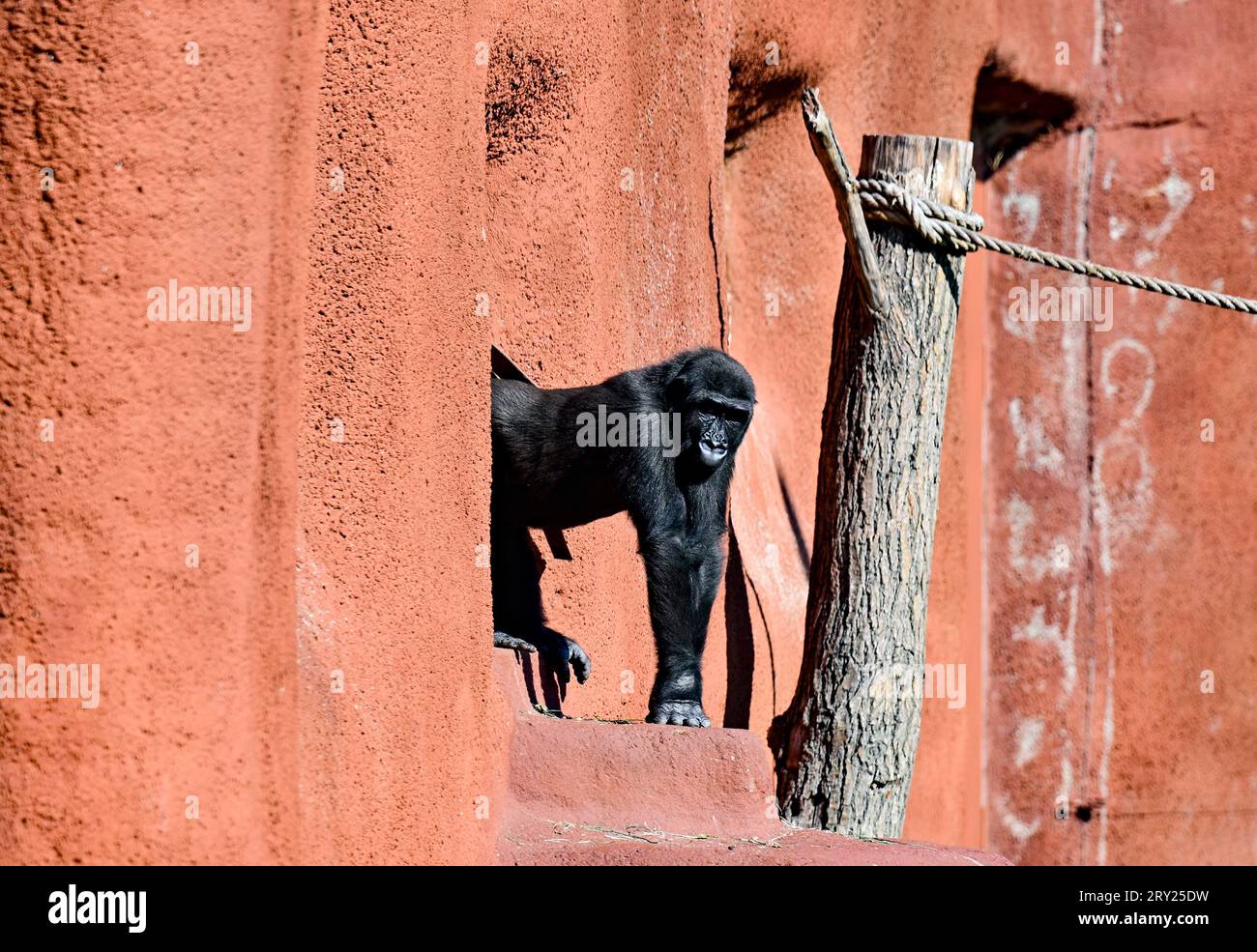 WESTERN Lowland Gorilla im neuen Gorilla-Pavillon im Dja-Reservat, wo am 28. September 2023 anlässlich der Feierlichkeiten zum 92. Jahrestag der Eröffnung des Prager Zoos der Prager Zoo stattfand. (CTK Photo/Roman Vondrous) Stockfoto