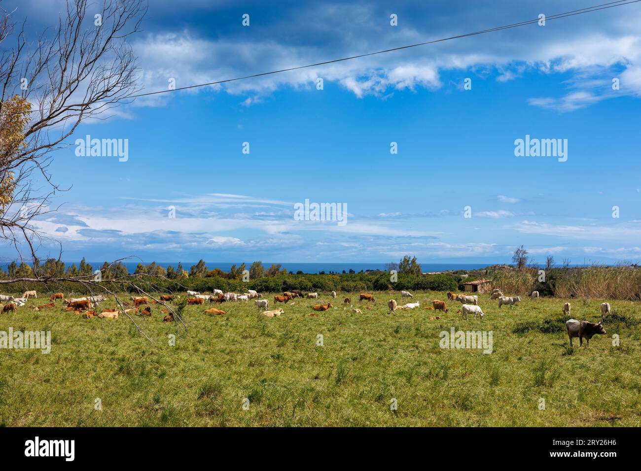 Kuhherde, die auf einer Wiese auf der Ostinsel Sizilien weidet Stockfoto