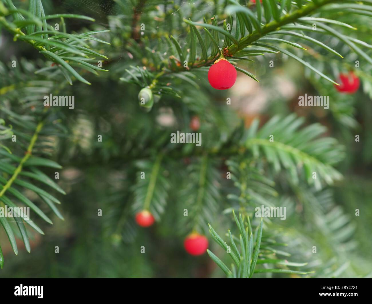 Nahaufnahme der beeren der eibe -Fotos und -Bildmaterial in hoher Auflsung   Alamy