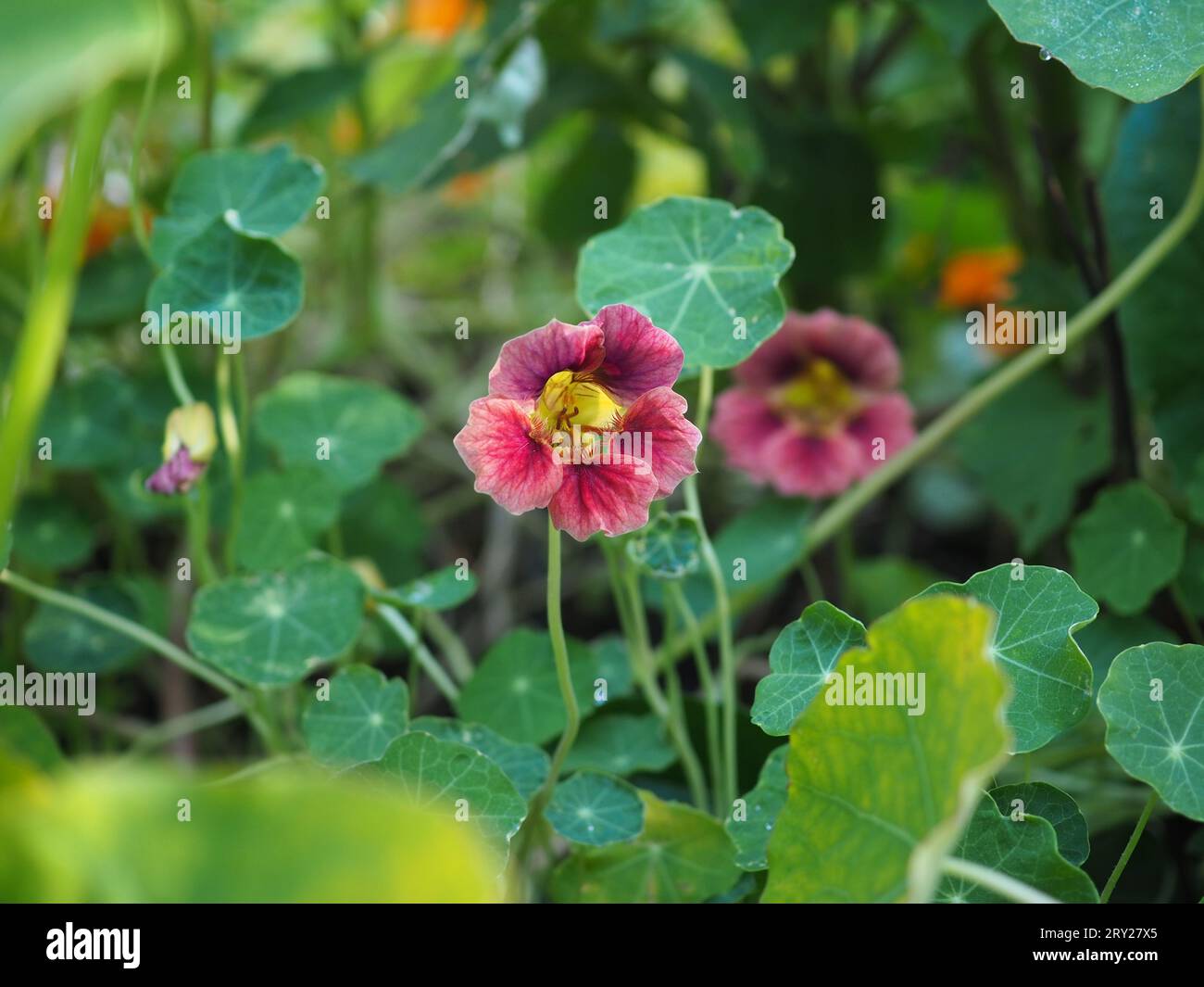 Edimental Fotos und Bildmaterial in hoher Auflösung Alamy