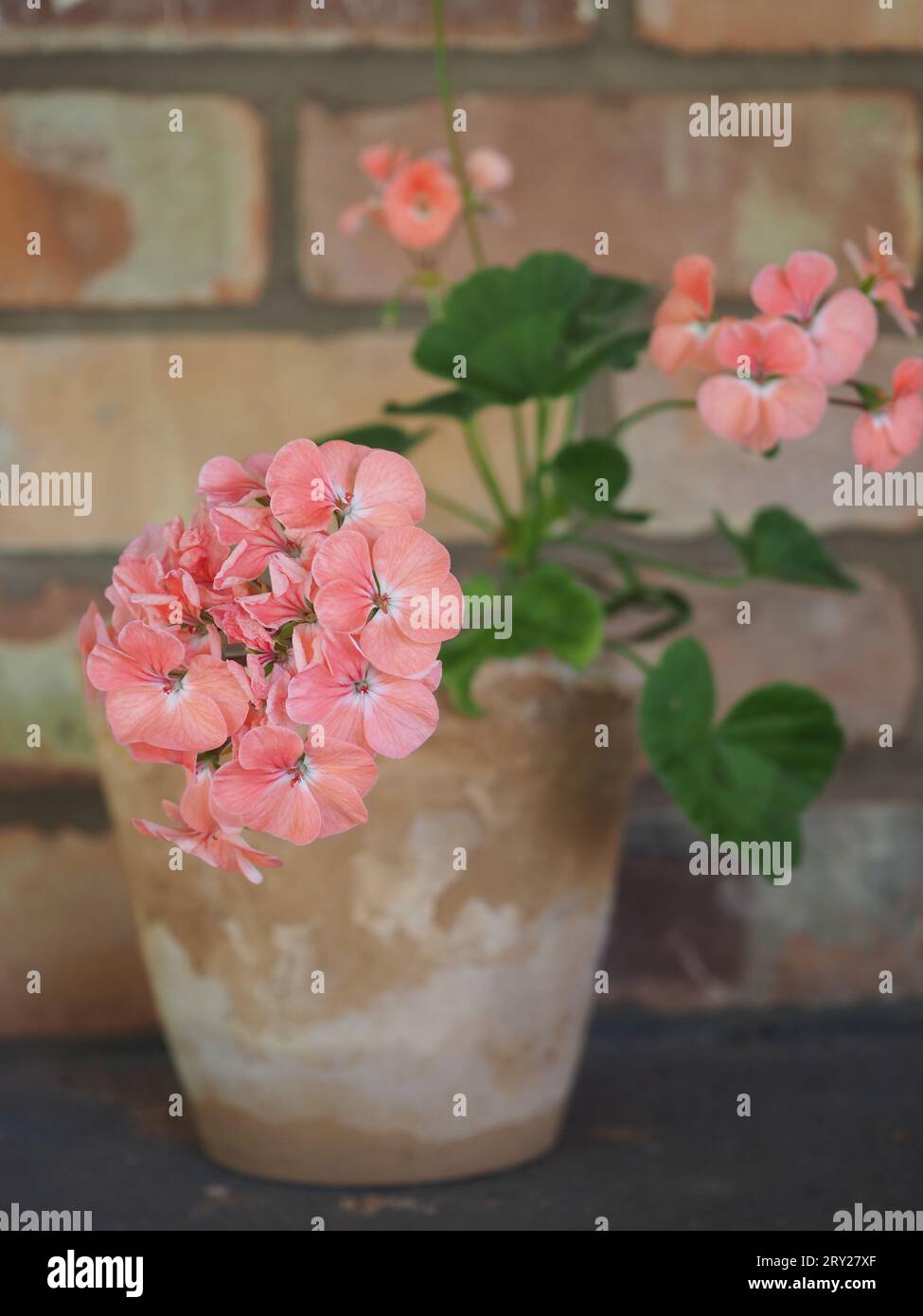 Nahaufnahme einer Lachsblume aus dem New Century in einem rustikalen Terrakotta-Topf vor einer alten Backsteinmauer im Landhausgarten-Stil Stockfoto
