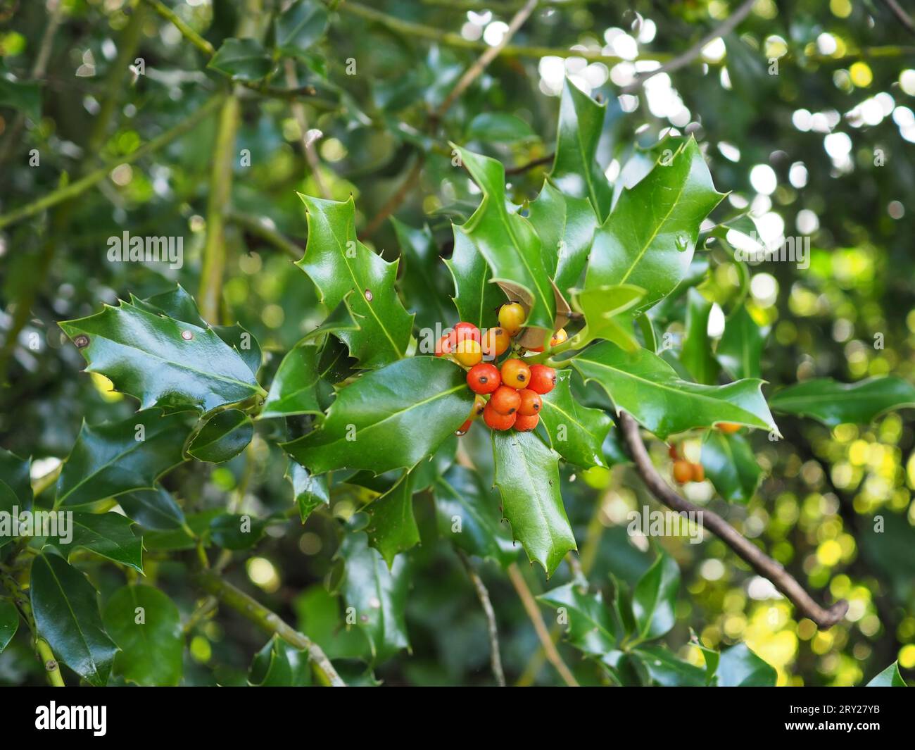 Ilex aquifolium (stechpalme) wächst im Herbst in einer britischen Landhecke mit reifenden gelben und orangen Beeren und glänzenden, stacheligen Blättern Stockfoto