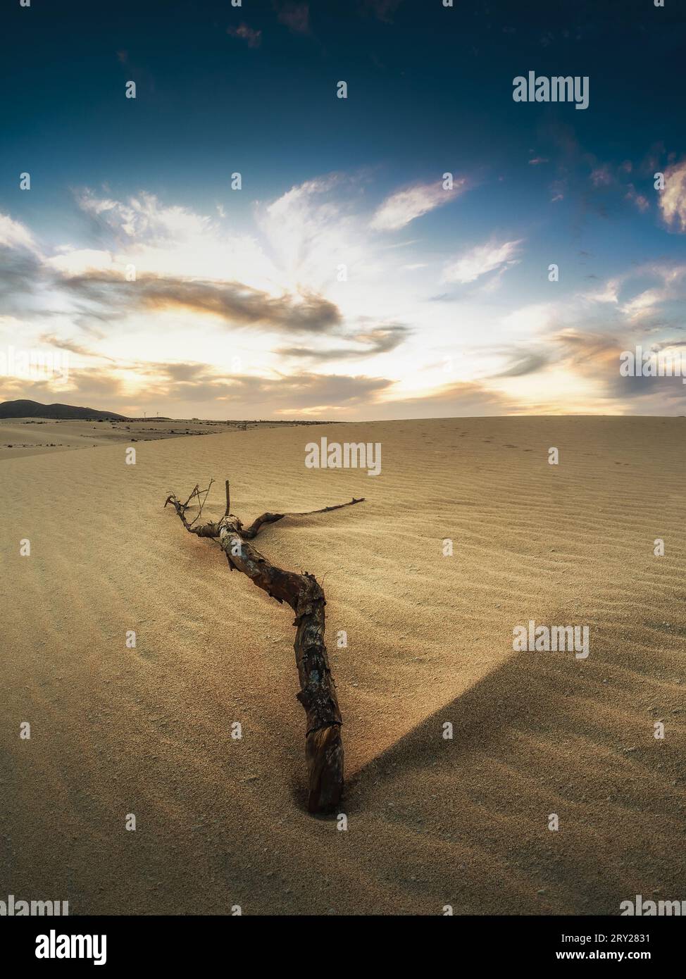 Baumzweige liegen in der Wüste unter dramatischem Himmel Stockfoto