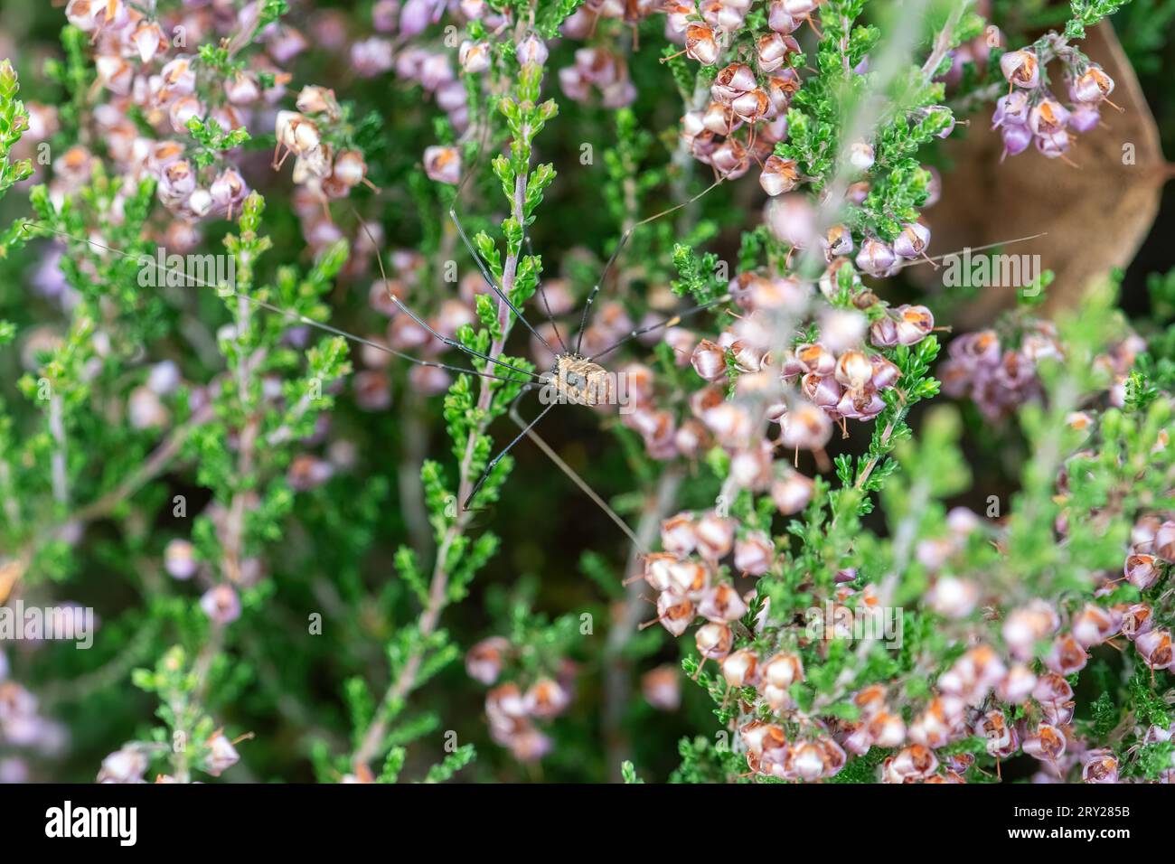 Ein Erntemann (wahrscheinlich Leiobunum rotundum weiblich), der unter Lingheide jagt, Surrey, England, Großbritannien Stockfoto