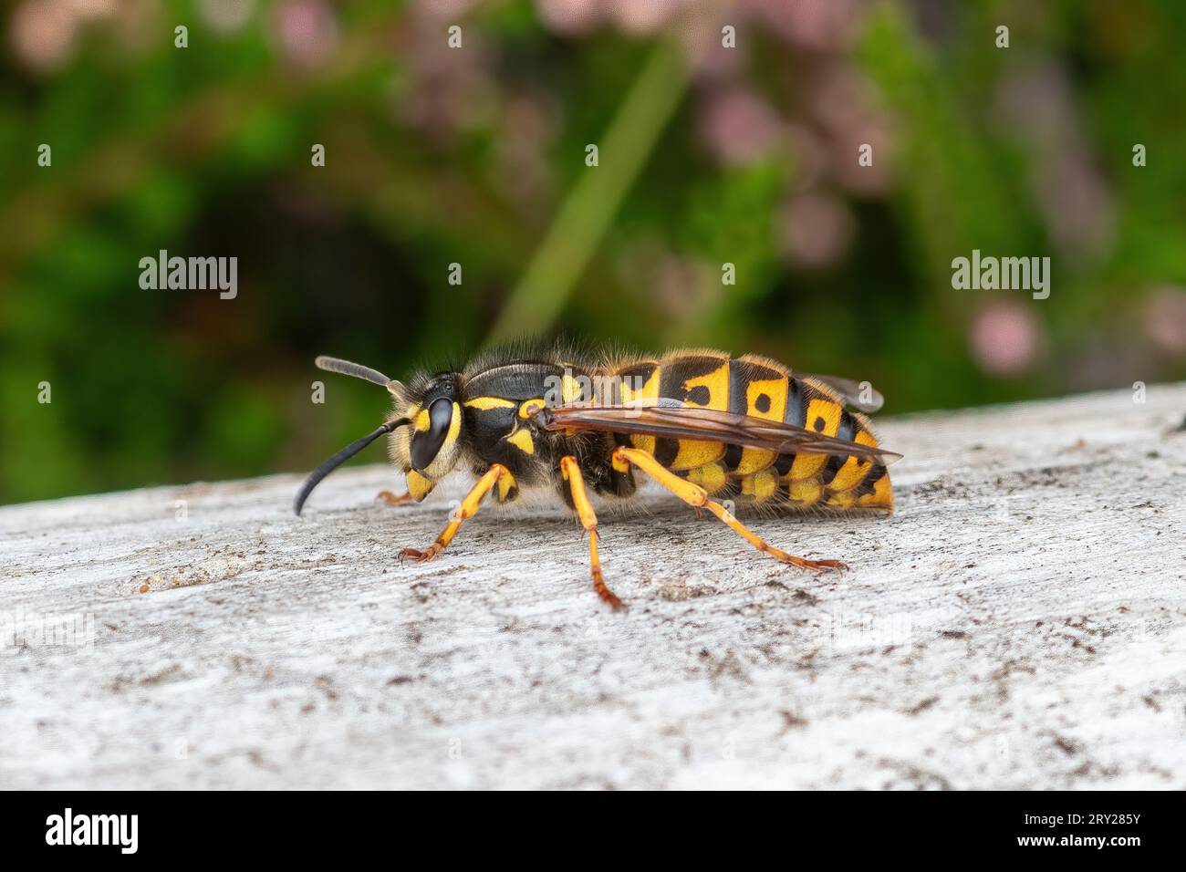 Deutsche Wasp (Vespula germanica) auf Heideflächen im September, Surrey, England, Großbritannien Stockfoto