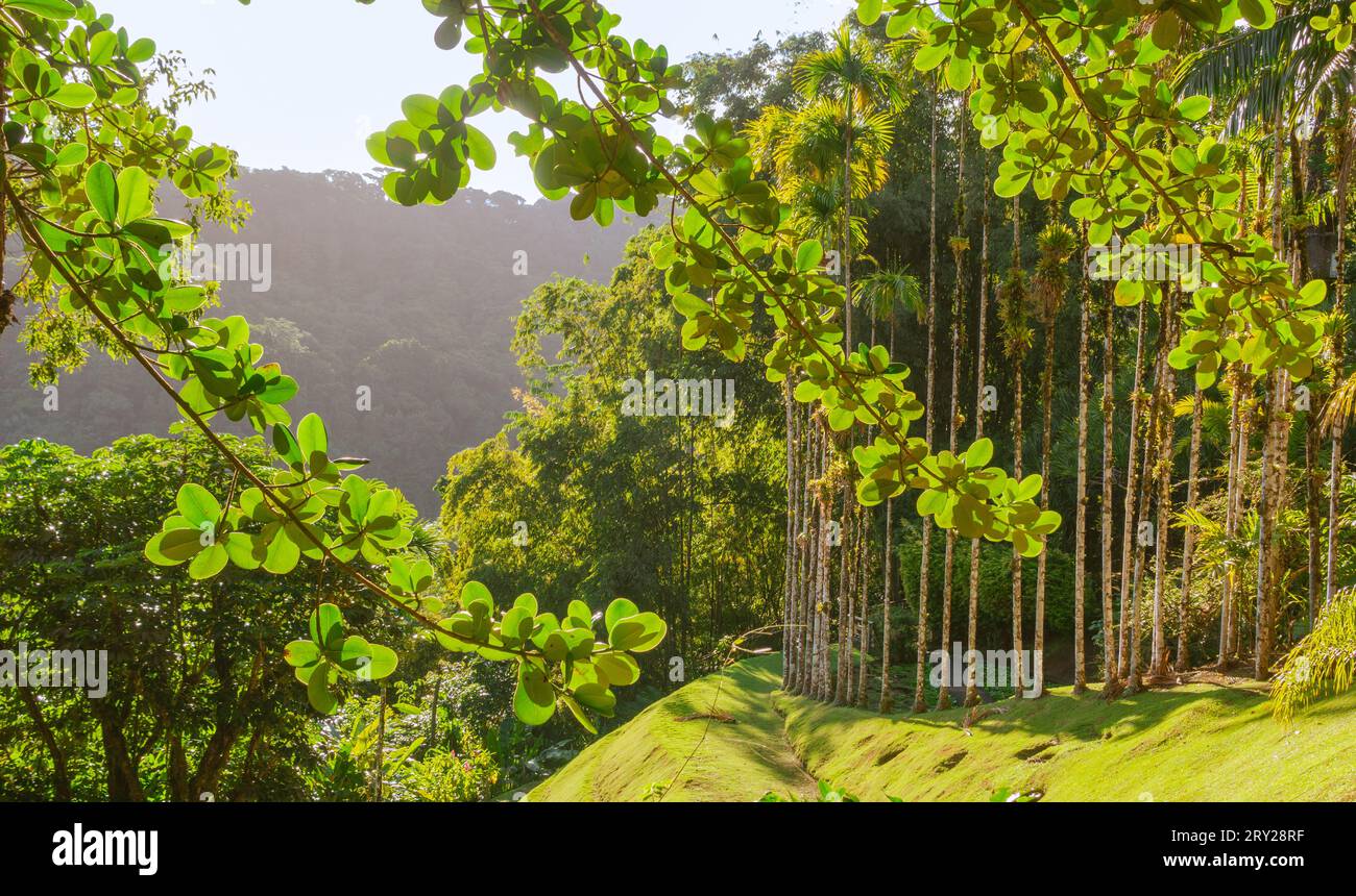 Jardins de la Balata in Fort-de-France, Martinique. Exotische Gärten der französischen Westindien. Stockfoto