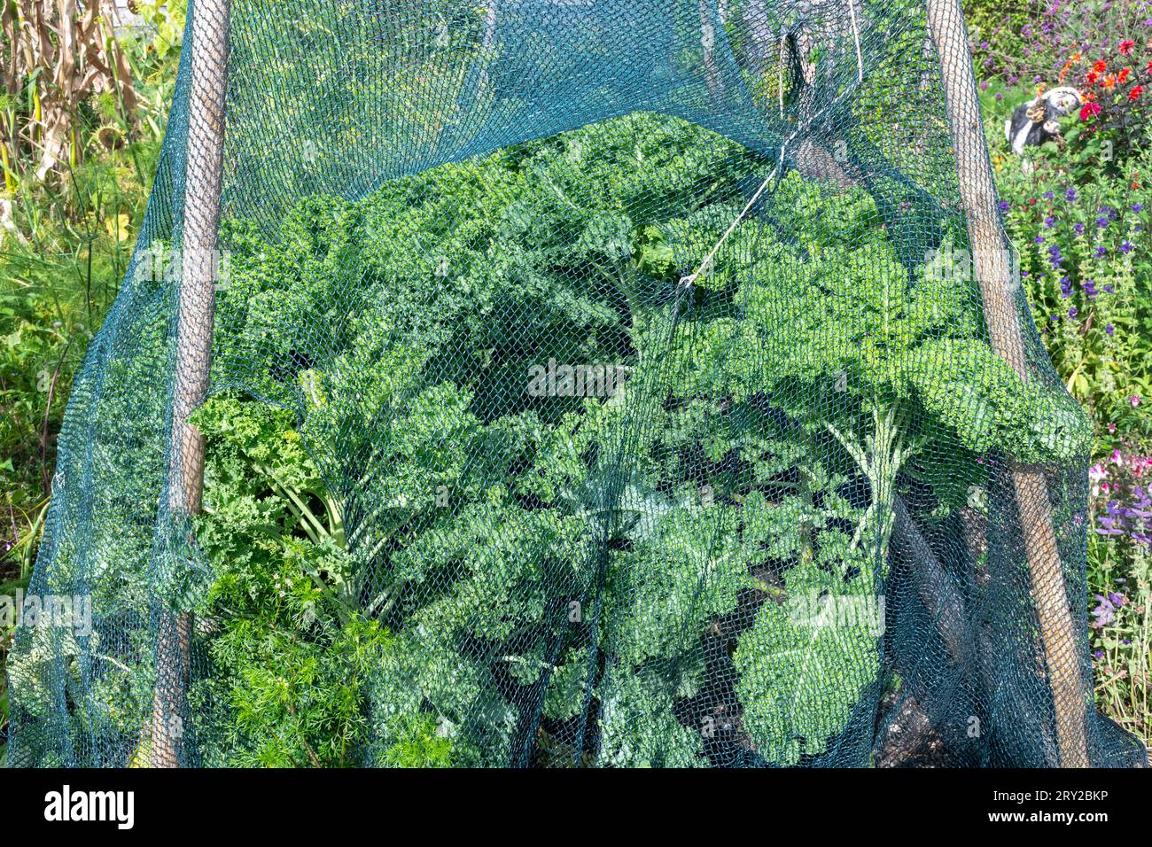 Grünkohl „Zwerggrün gekräuselt“, Brassica oleracea (acephala Group), wächst in einem Gemüsegarten unter Schutznetz, England, Vereinigtes Königreich. Superfood-Konzept Stockfoto