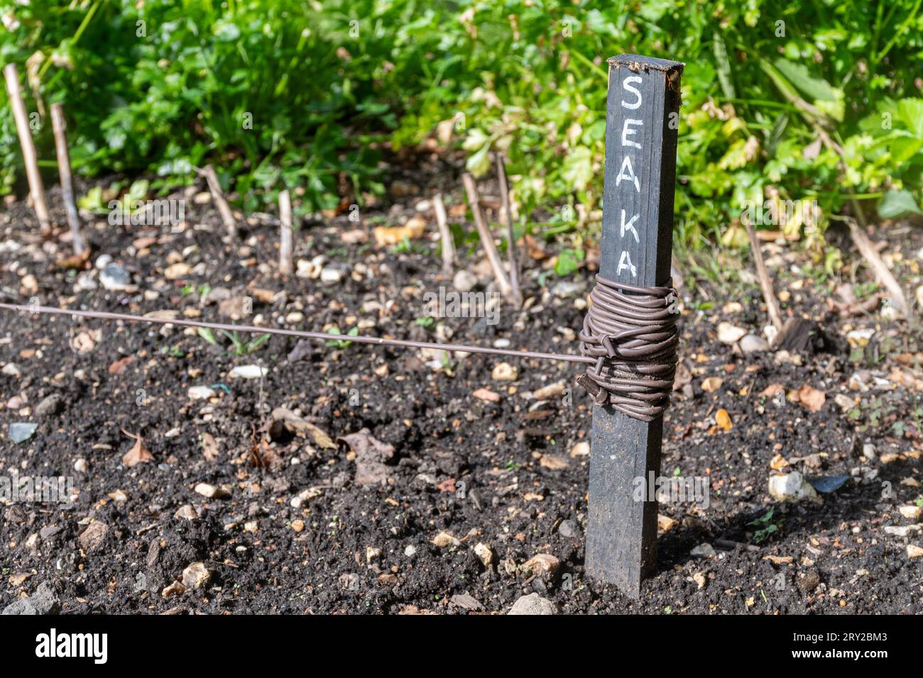 Gartenlinie mit Markierung oder Etikett Sea Kale, die die Position der Gemüsepflanzen zeigt, England, UK Stockfoto