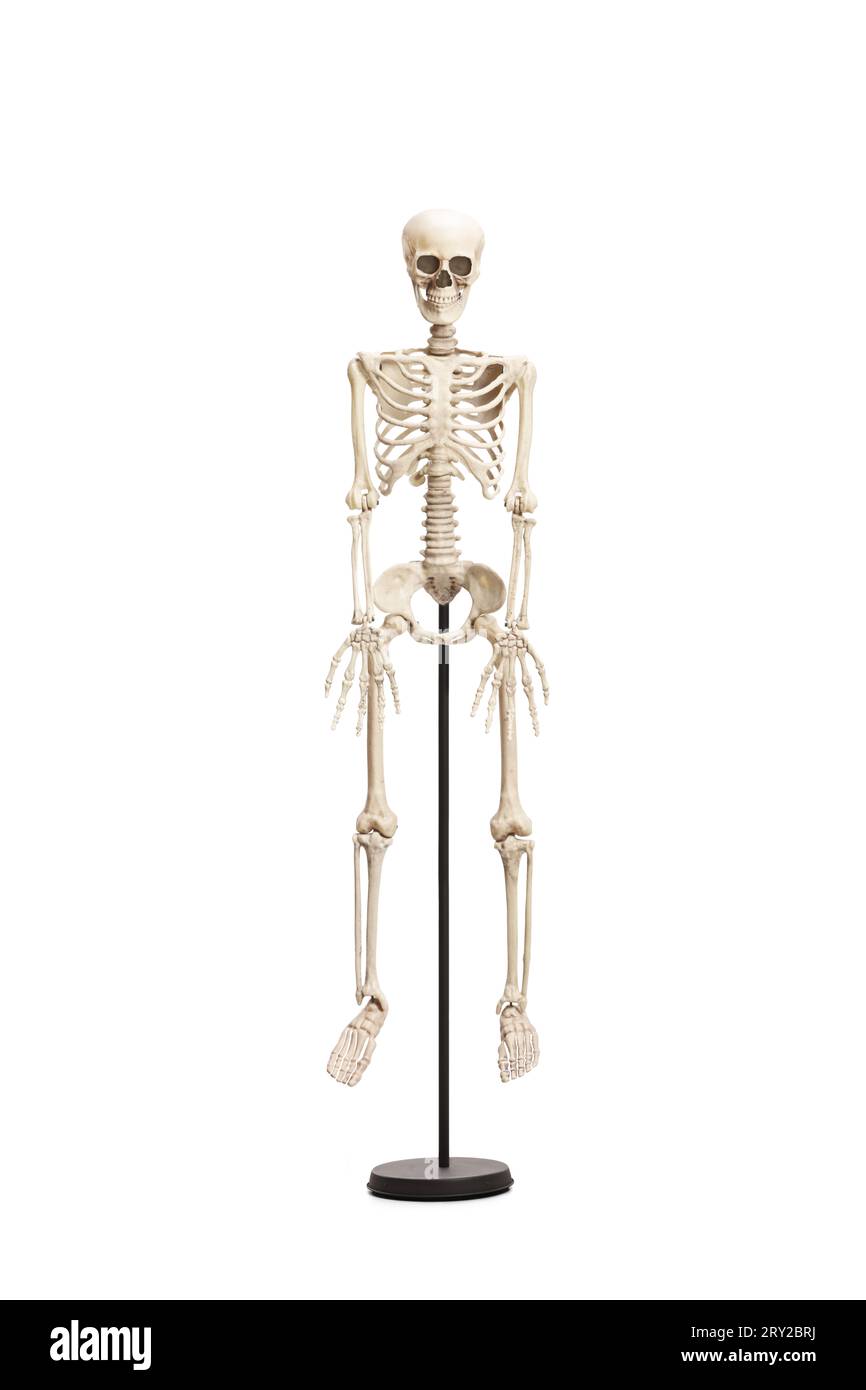 Studio-Aufnahme eines menschlichen Skeletts auf einem Stand isoliert auf weißem Hintergrund Stockfoto