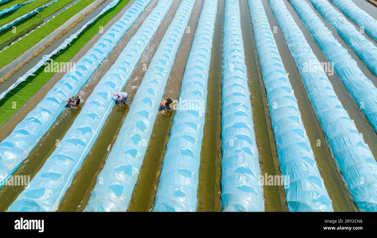 Die Bauern versorgen das Reissämlingsbett mit Wasser, indem sie die Plastikfolie für die Belüftung in Nordchina anheben Stockfoto