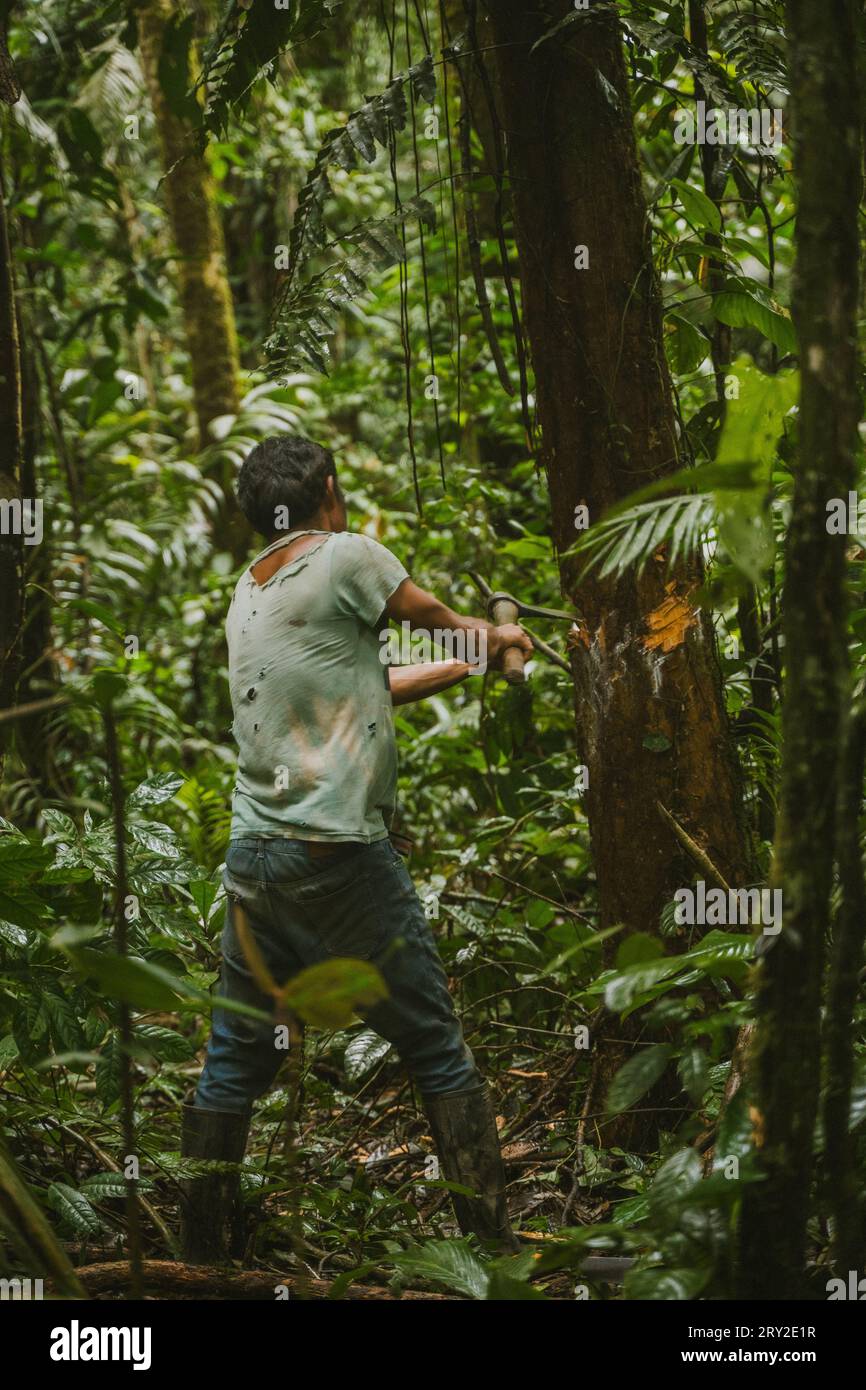 Rückansicht eines nicht erkennbaren Mannes, der in Wäldern arbeitet und Bäume im tropischen Amazonasregenwald abschneidet Stockfoto