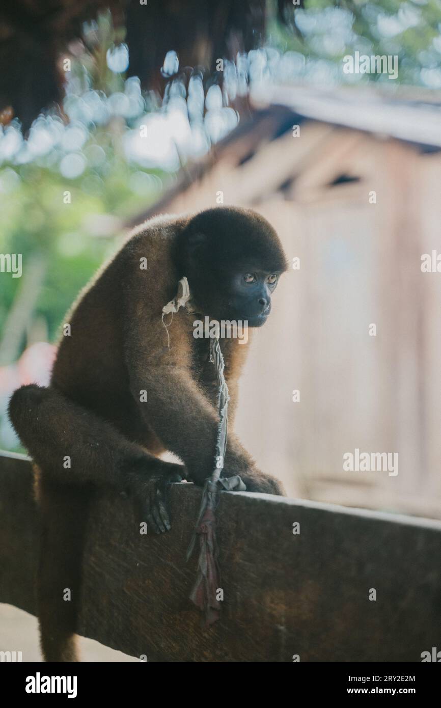 Niedlicher flauschiger Affe sitzt im Holzzaun vor verschwommenem Hintergrund am Sommertag Stockfoto
