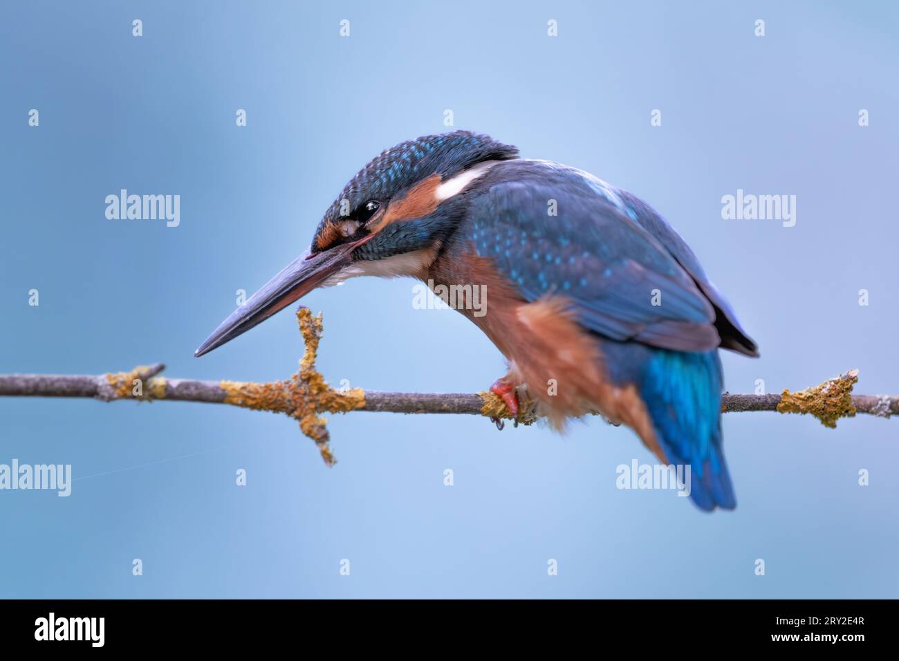 Großaufnahme Eisvogel mit orangefarbenen Federn auf der Brust und blauen Federn, die auf einem Zweig sitzen, isoliert auf blauem Hintergrund Stockfoto