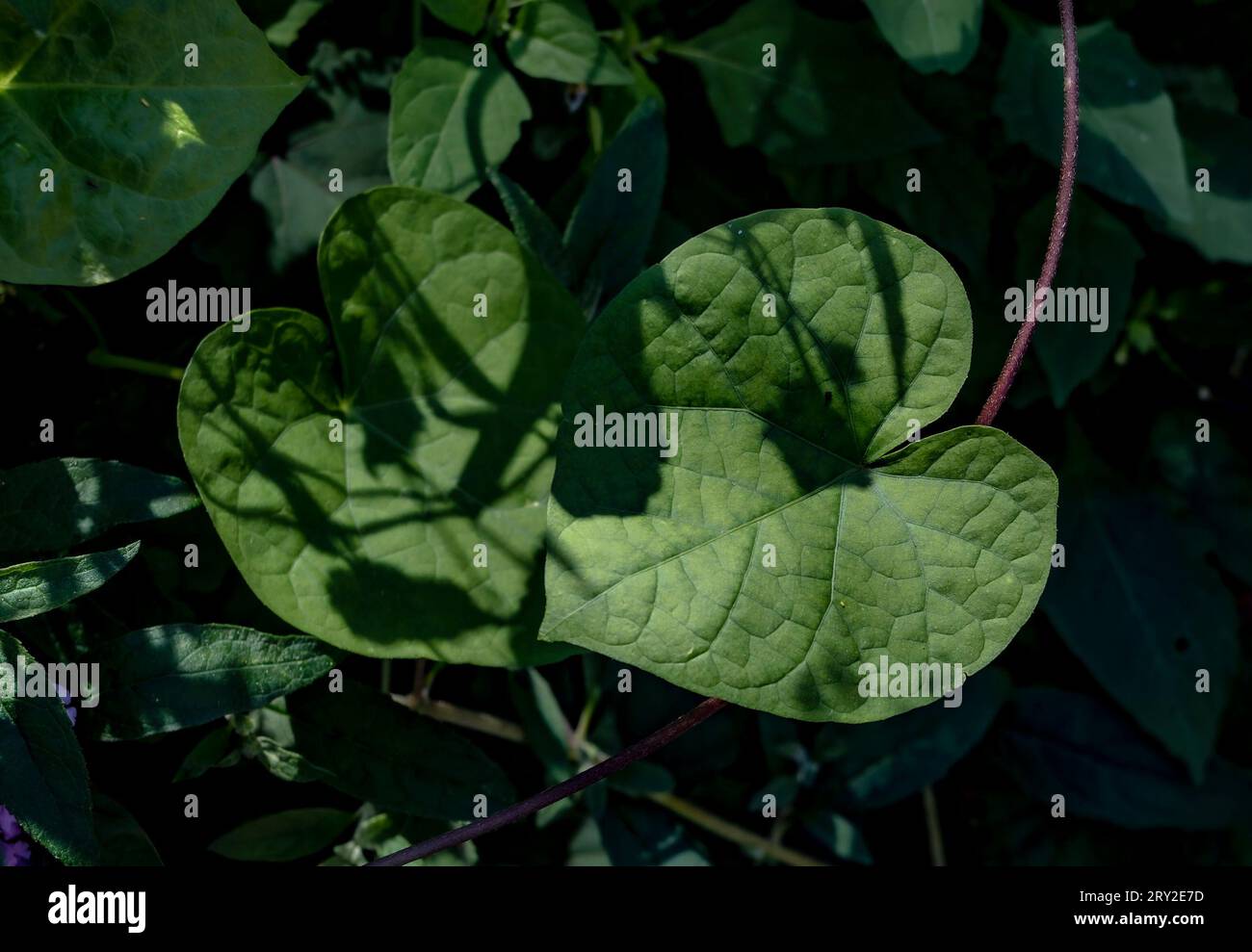 Große Gartenblätter in fleckigem Sonnenlicht Stockfoto
