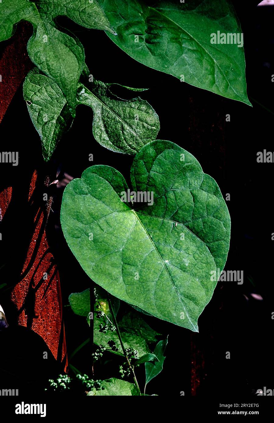 Große Gartenblätter in fleckigem Sonnenlicht Stockfoto