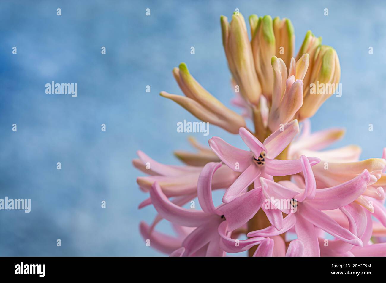Rosafarbene Hyazinthenblüte auf blauem Hintergrund mit Kopierraum. Hochwertige Fotos Stockfoto