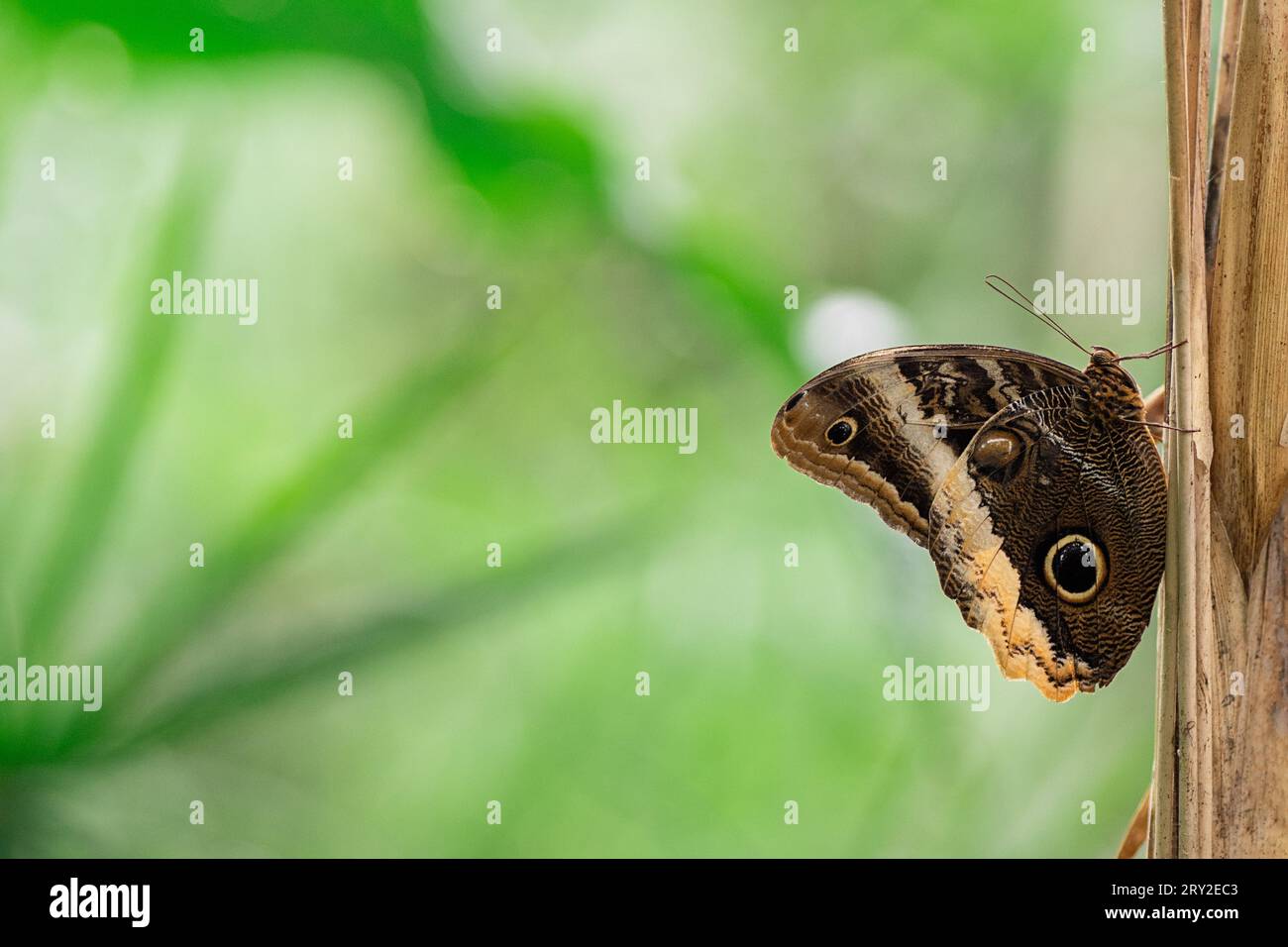 Seitenansicht eines gestreiften Schmetterlings, der auf einer rauen Oberfläche vor unscharfem Hintergrund sitzt Stockfoto