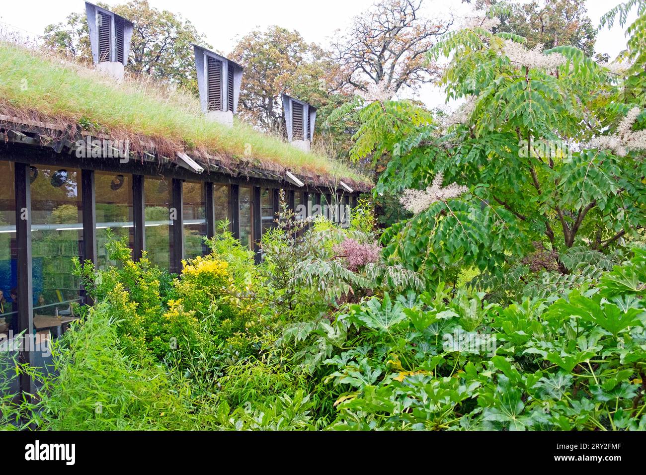 Grünes Dach, Gräser, die am Gebäude wachsen, und große Sträucher im Horniman Museum Garden in East Dulwich, South London, Herbst 2023, UK KATHY DEWITT Stockfoto