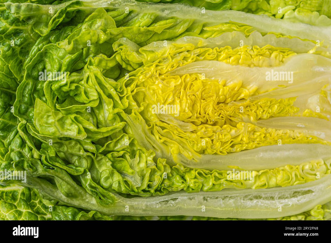 Grüne Salatblätter, Nahaufnahme. Hintergrund für Hintergrundbild. Hochwertige Fotos Stockfoto