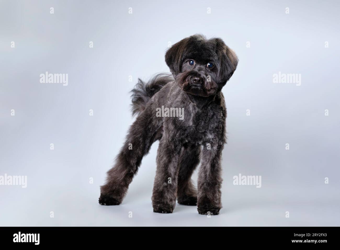 Ein schwarzer Hund, ähnlich einem maltesischen Lapdog, gekreuzt mit einem Pudel. Stockfoto