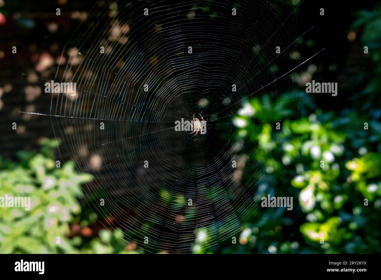 A Spider and Web, Lewes, Sussex, Großbritannien. Stockfoto