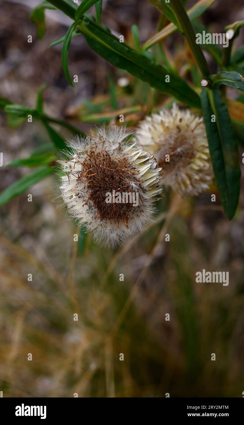 Nahaufnahme des braunen Samenkopfes der im Sommer blühenden jährlichen Gartenpflanze helichrysum bracteatum, Xerochrysum bracteatum, Bracteantha bracteata. Stockfoto