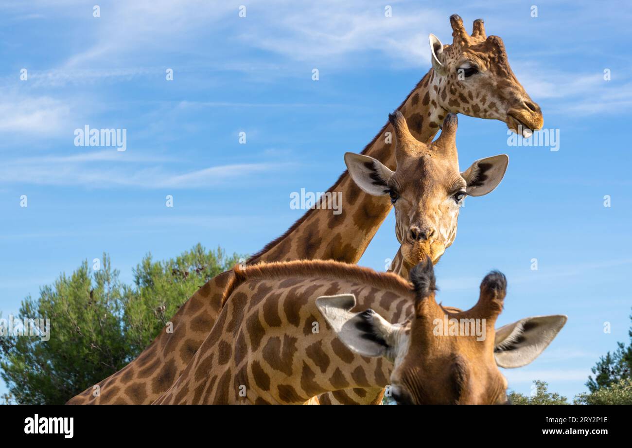 Das Bild von drei neugierigen Giraffen, die komisch in die Kamera schauen. Stockfoto