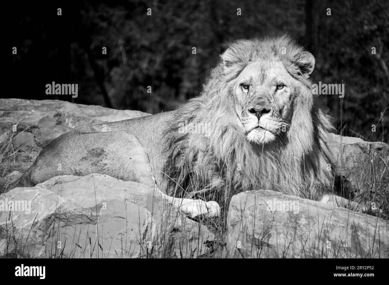 Schwarz-weiß-Porträt eines wunderschönen Löwen, der imposant auf einigen Steinen im Zoo Barben, Frankreich, steht. Stockfoto