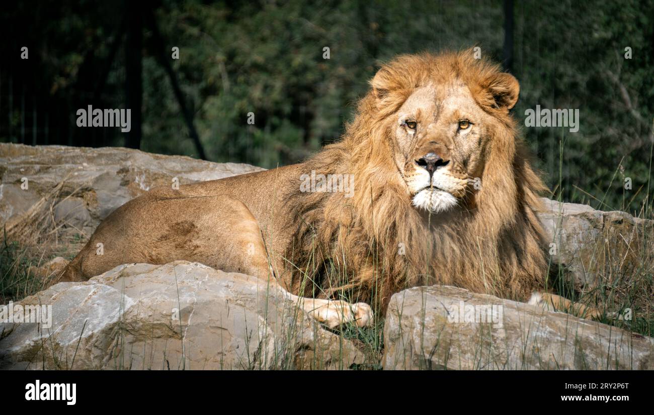 Ein fotogener Löwe, der auf seinem Bauch auf den Steinen liegt und mit Blick in die Ferne im Zoo Barben, Frankreich, blickt. Stockfoto