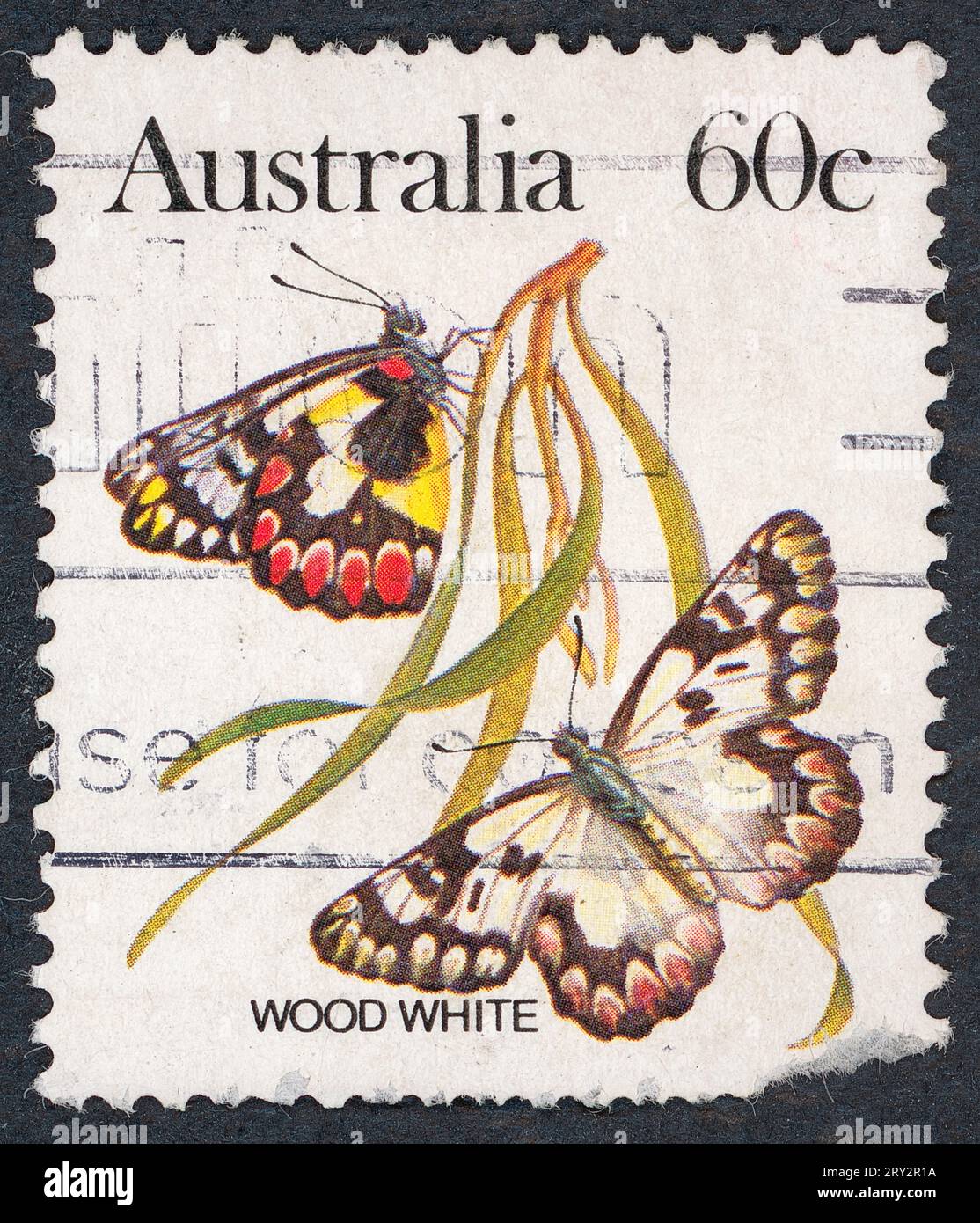 Weißer Holzfalter (Leptidea sinapis). Australische Schmetterlingsserie. Briefmarke, ausgestellt 1983 in Australien. Stockfoto