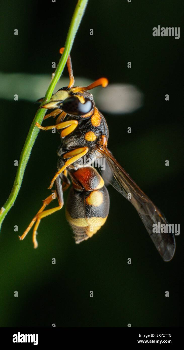 Gelbes Wasp Extreme Makrobild mit gestochen scharfen Details Stockfoto