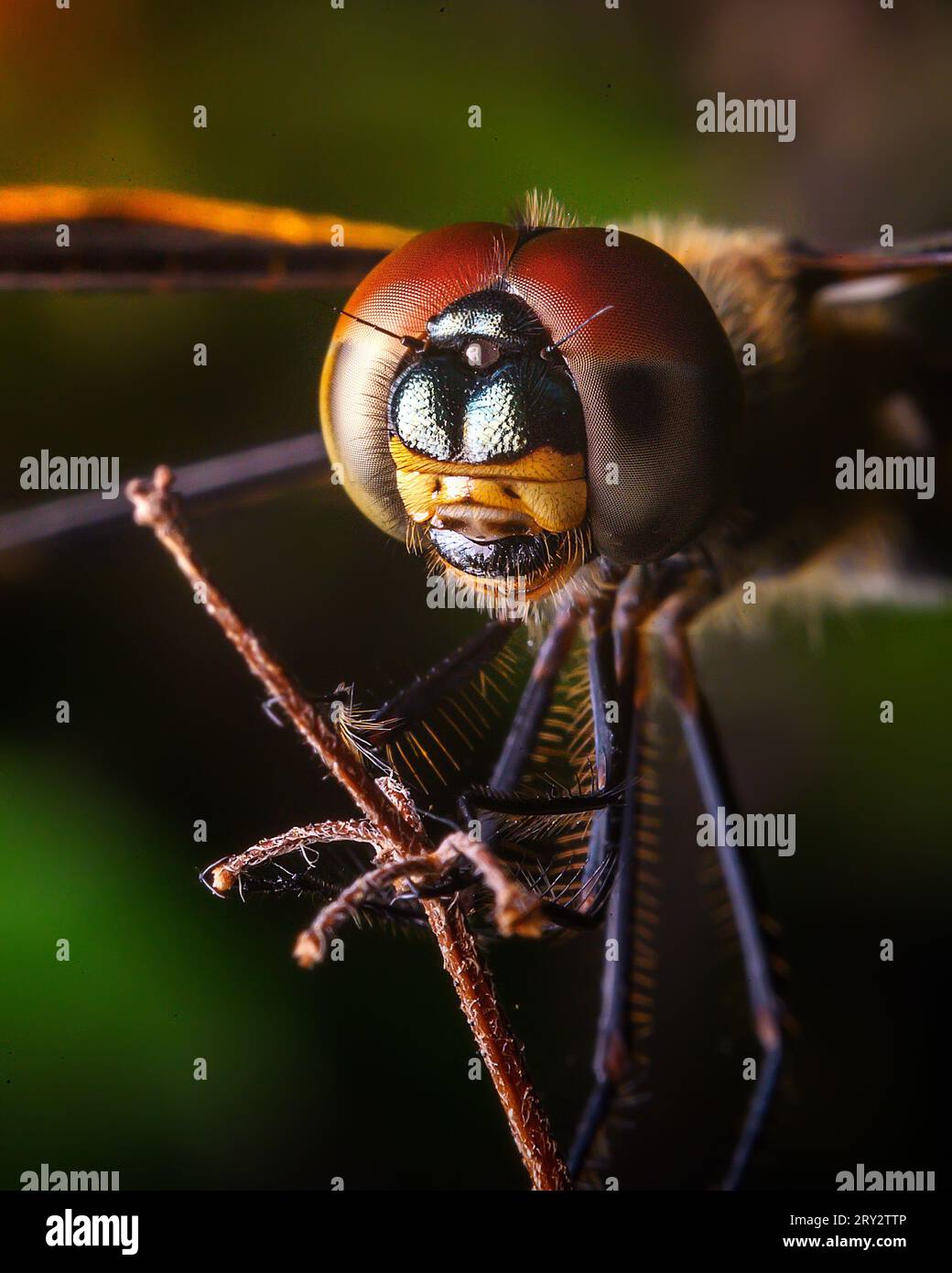 Extreme Nahaufnahme von Dragon Fly Compound Eyes Stockfoto