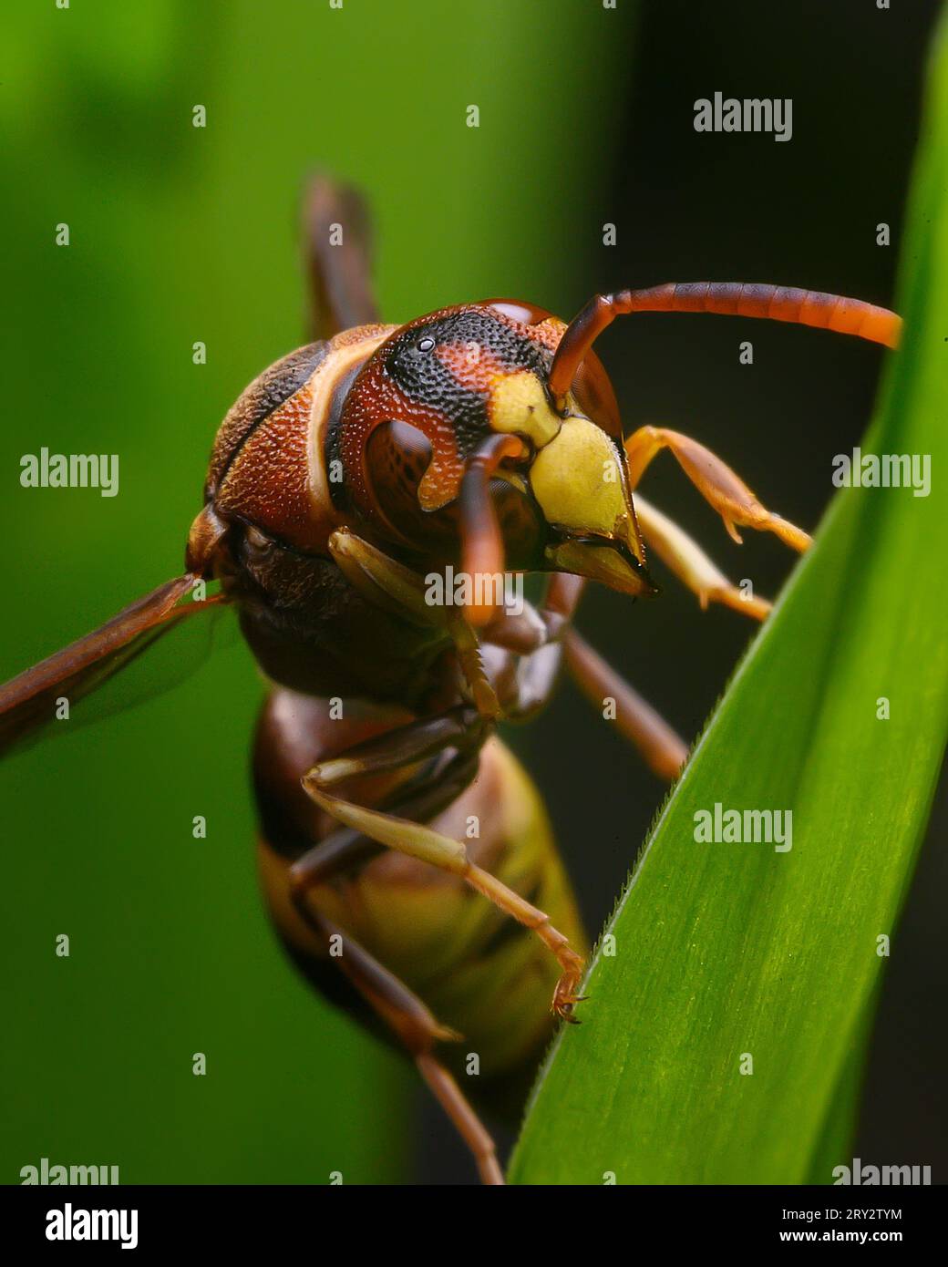 Gelbes Wasp Extreme Makrobild mit gestochen scharfen Details Stockfoto